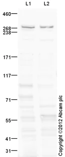 Western blot - Goat Anti-Rabbit IgG H&L (HRP) preadsorbed (AB97080)