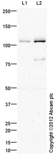 Western blot - Goat Anti-Rabbit IgG H&L (HRP) preadsorbed (AB97080)