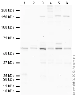Western blot - Goat Anti-Rabbit IgG H&L (HRP) preadsorbed (AB97080)