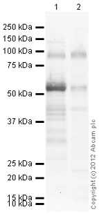 Western blot - Goat Anti-Rabbit IgG H&L (HRP) preadsorbed (AB97080)