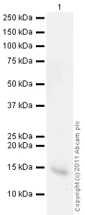 Western blot - Goat Anti-Rabbit IgG H&L (HRP) preadsorbed (AB97080)