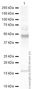 Western blot - Goat Anti-Rabbit IgG H&L (HRP) preadsorbed (AB97080)