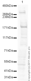 Western blot - Goat Anti-Rabbit IgG H&L (HRP) preadsorbed (AB97080)