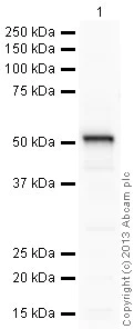 Western blot - Goat Anti-Rabbit IgG H&L (HRP) preadsorbed (AB97080)