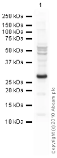 Western blot - Goat Anti-Rabbit IgG H&L (HRP) preadsorbed (AB97080)