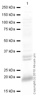 Western blot - Goat Anti-Rabbit IgG H&L (HRP) preadsorbed (AB97080)