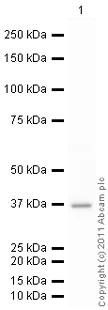 Western blot - Goat Anti-Rabbit IgG H&L (HRP) preadsorbed (AB97080)