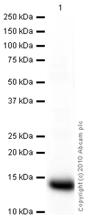Western blot - Goat Anti-Rabbit IgG H&L (HRP) preadsorbed (AB97080)