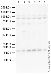 Western blot - Goat Anti-Rabbit IgG H&L (HRP) preadsorbed (AB97080)