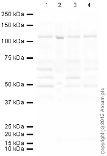Western blot - Goat Anti-Rabbit IgG H&L (HRP) preadsorbed (AB97080)
