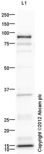 Western blot - Goat Anti-Rabbit IgG H&L (HRP) preadsorbed (AB97080)
