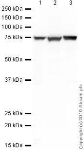 Western blot - Goat Anti-Rabbit IgG H&L (HRP) preadsorbed (AB97080)