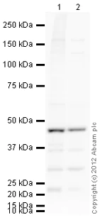 Western blot - Goat Anti-Rabbit IgG H&L (HRP) preadsorbed (AB97080)