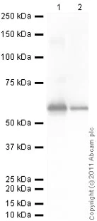 Western blot - Goat Anti-Rabbit IgG H&L (HRP) preadsorbed (AB97080)