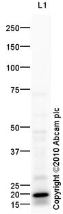 Western blot - Goat Anti-Rabbit IgG H&L (HRP) preadsorbed (AB97080)