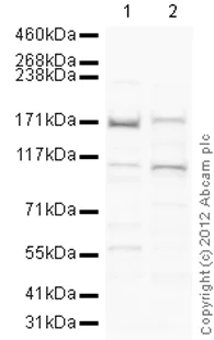 Western blot - Goat Anti-Rabbit IgG H&L (HRP) preadsorbed (AB97080)
