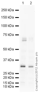 Western blot - Goat Anti-Rabbit IgG H&L (HRP) preadsorbed (AB97080)