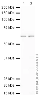Western blot - Goat Anti-Rabbit IgG H&L (HRP) preadsorbed (AB97080)