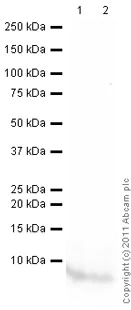 Western blot - Goat Anti-Rabbit IgG H&L (HRP) preadsorbed (AB97080)