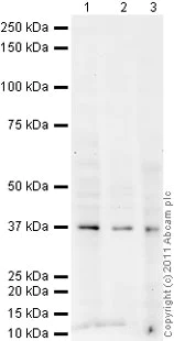 Western blot - Goat Anti-Rabbit IgG H&L (HRP) preadsorbed (AB97080)