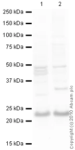 Western blot - Goat Anti-Rabbit IgG H&L (HRP) preadsorbed (AB97080)