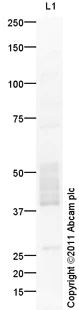 Western blot - Goat Anti-Rabbit IgG H&L (HRP) preadsorbed (AB97080)