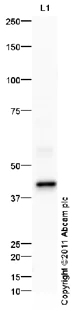 Western blot - Goat Anti-Rabbit IgG H&L (HRP) preadsorbed (AB97080)