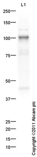 Western blot - Goat Anti-Rabbit IgG H&L (HRP) preadsorbed (AB97080)
