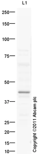 Western blot - Goat Anti-Rabbit IgG H&L (HRP) preadsorbed (AB97080)