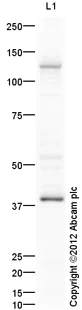 Western blot - Goat Anti-Rabbit IgG H&L (HRP) preadsorbed (AB97080)