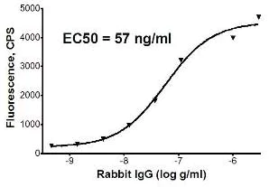 Sandwich ELISA - Goat Anti-Rabbit IgG H&L (PE) preadsorbed (AB72465)