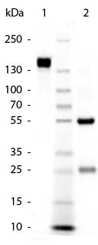 SDS-PAGE - Goat Anti-Rabbit IgG H&L preadsorbed (AB7085)