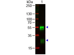 Western blot - Goat Anti-Rabbit IgG H&L preadsorbed (AB7085)