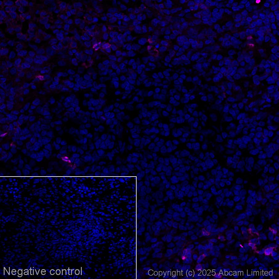 Goat Anti Rabbit (IgM mu chain) secondary antibody Alexa