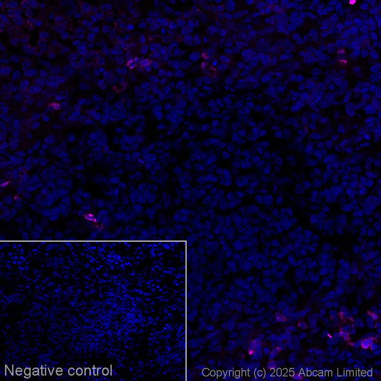 Immunohistochemistry (Frozen sections) - Goat Anti-Rabbit IgM mu chain (Alexa Fluor® 647) (AB150095)