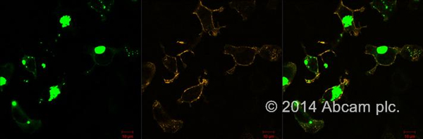 Immunocytochemistry/ Immunofluorescence - Goat Anti-Rat IgG Fc (DyLight® 550) preadsorbed (AB96972), expandable thumbnail