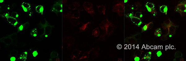 Immunocytochemistry/ Immunofluorescence - Goat Anti-Rat IgG Fc (DyLight® 650) preadsorbed (AB96974)