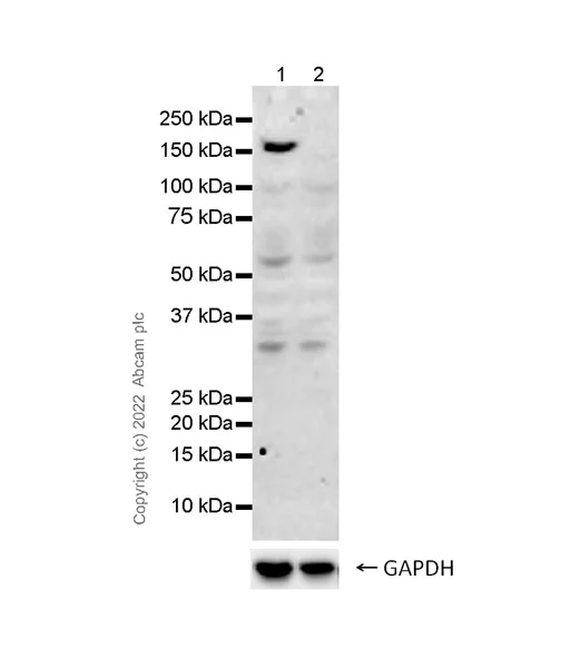 Western blot - Goat Anti-Rat IgG Fc (HRP) preadsorbed (AB97090)