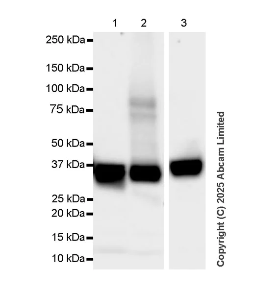 Western blot - Goat Anti-Rat IgG Fc (HRP) preadsorbed (AB97090)