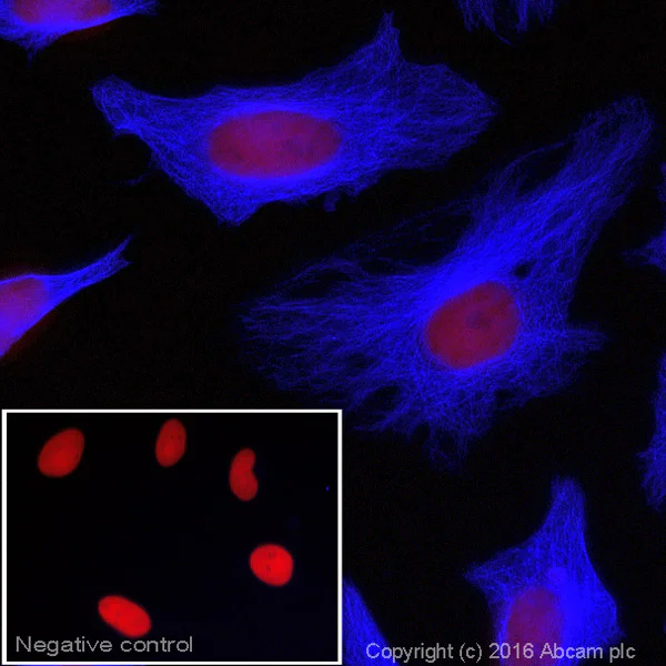 Immunocytochemistry/ Immunofluorescence - Goat Anti-Rat IgG H&L (Alexa Fluor® 405) (AB175671)