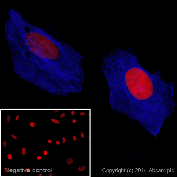 Immunocytochemistry/ Immunofluorescence - Goat Anti-Rat IgG H&L (Alexa Fluor® 405) preadsorbed (AB175673), expandable thumbnail
