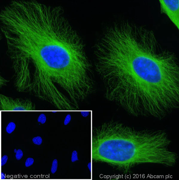 Immunocytochemistry/ Immunofluorescence - Goat Anti-Rat IgG H&L (Alexa Fluor® 488) (AB150157)