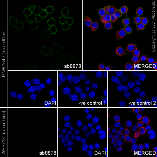Immunocytochemistry/ Immunofluorescence - Goat Anti-Rat IgG H&L (Alexa Fluor® 488) (ab150157), expandable thumbnail