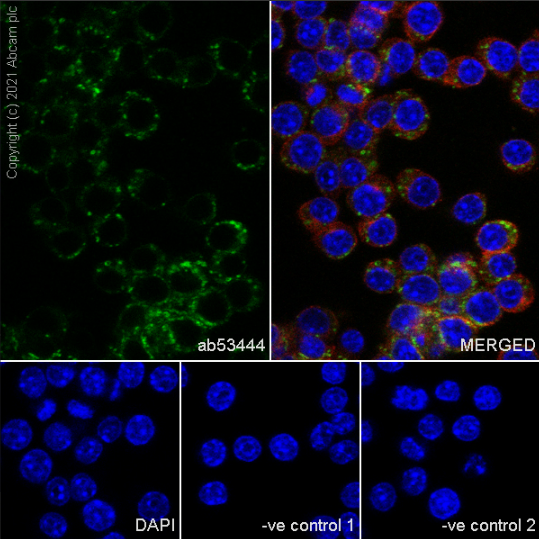 Immunocytochemistry/ Immunofluorescence - Goat Anti-Rat IgG H&L (Alexa Fluor® 488) (ab150157), expandable thumbnail