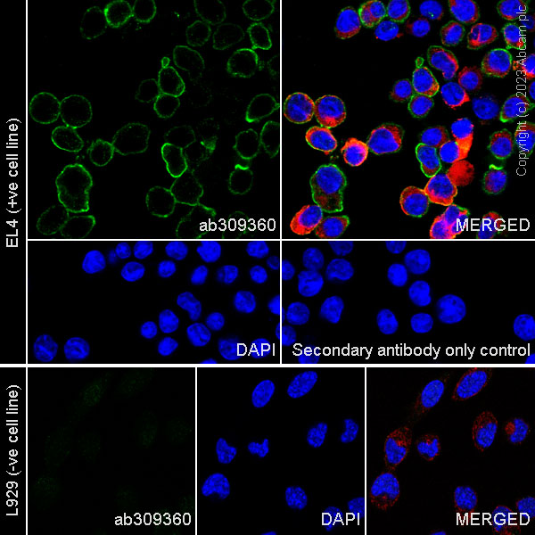 Immunocytochemistry/ Immunofluorescence - Goat Anti-Rat IgG H&L (Alexa Fluor® 488) (ab150157), expandable thumbnail