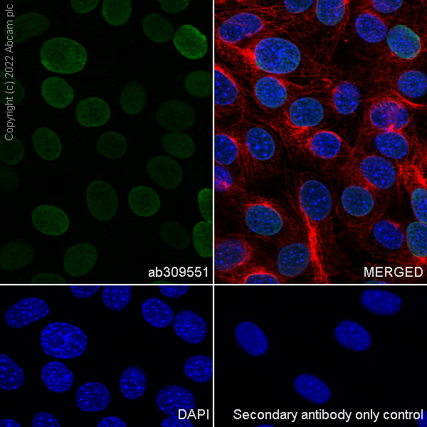Immunocytochemistry/ Immunofluorescence - Goat Anti-Rat IgG H&L (Alexa Fluor® 488) (ab150157), expandable thumbnail