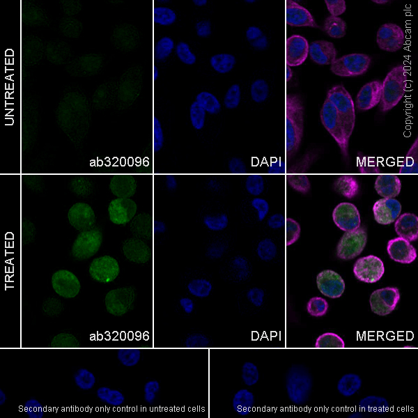 Immunocytochemistry/ Immunofluorescence - Goat Anti-Rat IgG H&L (Alexa Fluor® 488) (ab150157), expandable thumbnail