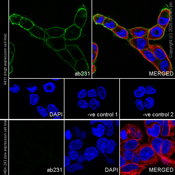 Immunocytochemistry/ Immunofluorescence - Goat Anti-Rat IgG H&L (Alexa Fluor® 488) (ab150157), expandable thumbnail