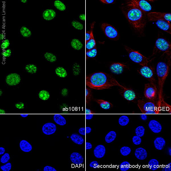 Immunocytochemistry/ Immunofluorescence - Goat Anti-Rat IgG H&L (Alexa Fluor® 488) (ab150157), expandable thumbnail
