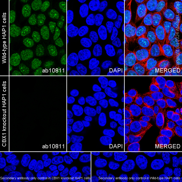 Immunocytochemistry/ Immunofluorescence - Goat Anti-Rat IgG H&L (Alexa Fluor® 488) (ab150157), expandable thumbnail